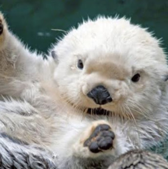 Meet your Posher, Ana júlia - Picture 1 of 1